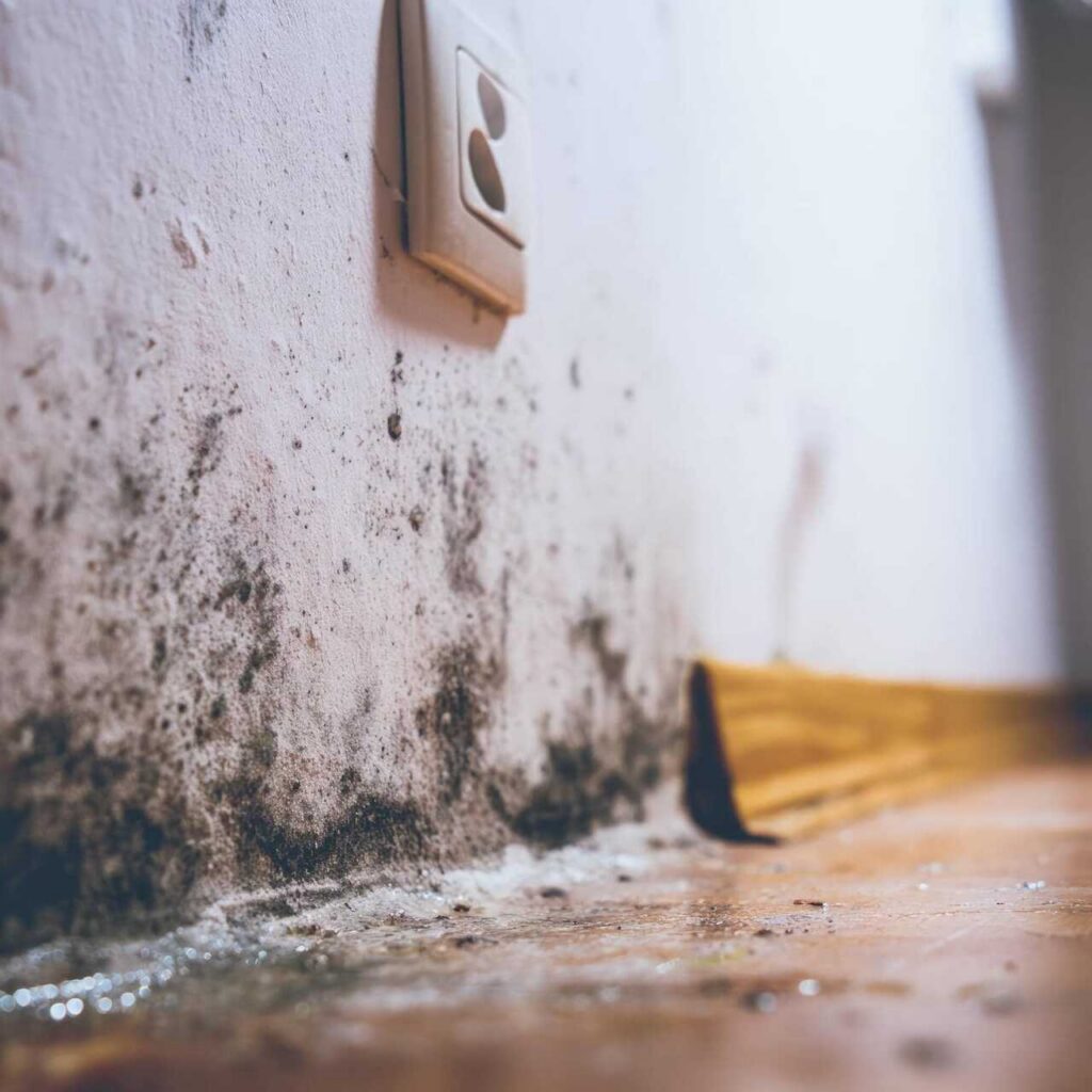 Mold growth and water damage on the floor and on a white wall near a power outlet and wooden baseboard.