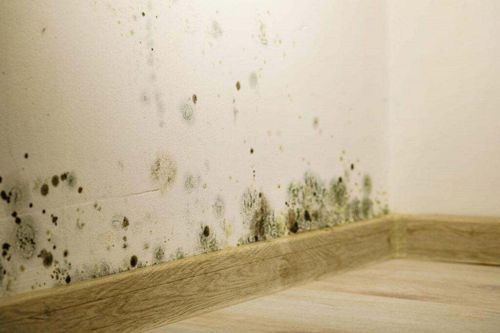 Black mold spots growing on a white wall near a wooden baseboard and floor.