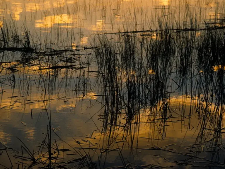 Tall grass reflected in water with golden light from the sky at sunset or sunrise.