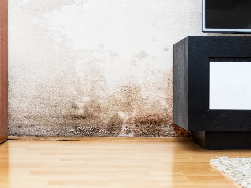 Mold and water damage on the lower part of a white wall near wooden furniture and a hardwood floor.
