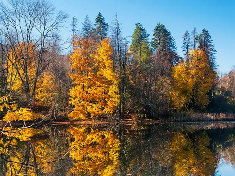 Autumn trees with yellow leaves reflecting in a calm lake under a clear blue sky.
