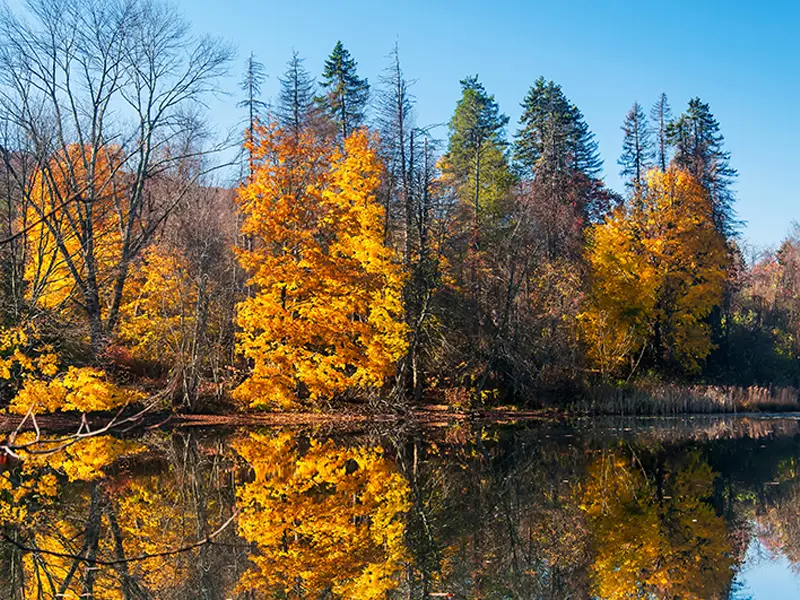 Autumn trees with yellow leaves reflecting in a calm lake under a clear blue sky.